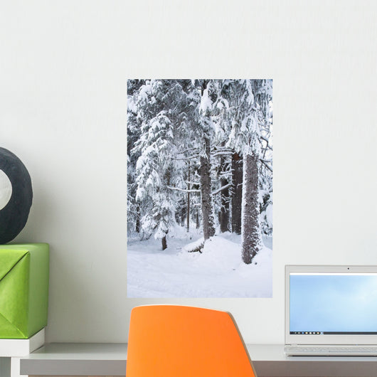 Hemlock Forest Covered With Frost Wall Mural