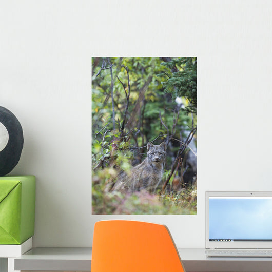 View Of A Wild Canada Lynx Sitting Beneath An Alder Tree Wall Mural