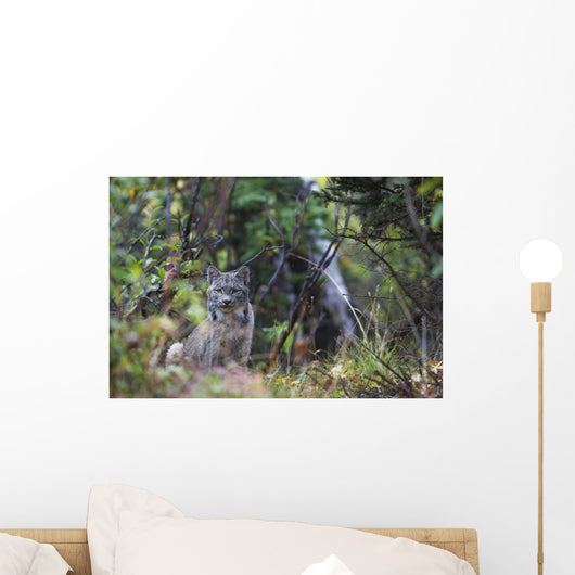 View Of A Wild Canada Lynx Sitting Beneath An Alder Tree Wall Mural