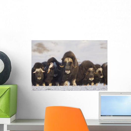 Mature & Young Musk-Ox Bulls With Cows Wall Mural