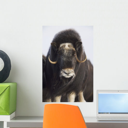 Female Musk-Ox On The Seward Peninsula Near Nome Wall Mural