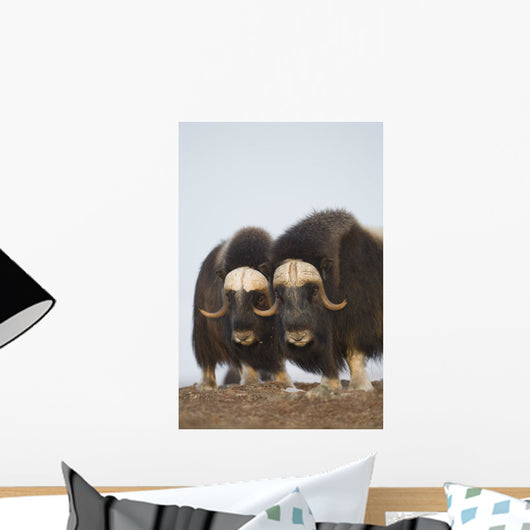Muskox Bulls On Windswept Ridge During Winter On The Seward Peninsula Wall Mural