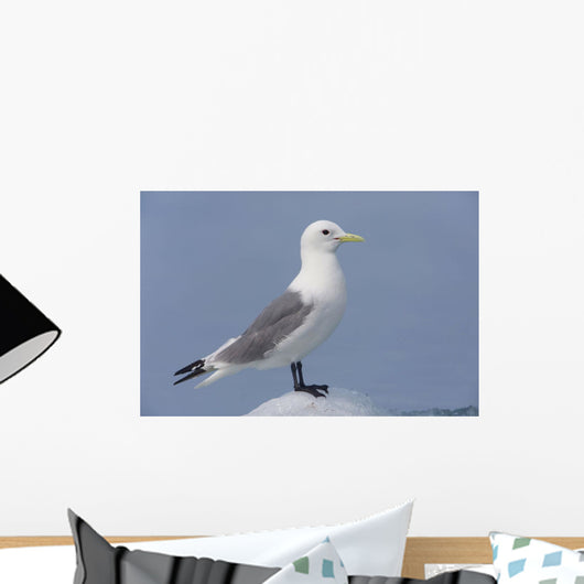 Black-Legged Kittiwake Standing On An Iceberg Wall Mural