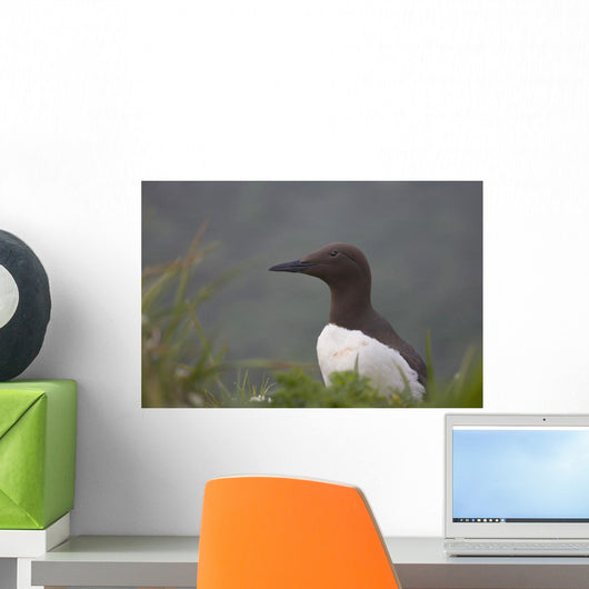 Common Murre On Saint Paul Island Wall Mural