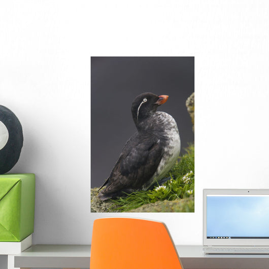Parakeet Auklet Sitting In Green Vegetation On Ledge During Summer Wall Mural