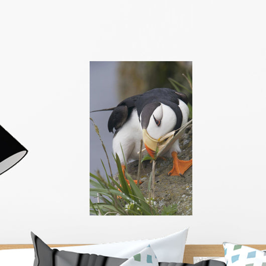 Horned Puffin Gathering Nest Material To Line Its Burrow Wall Mural