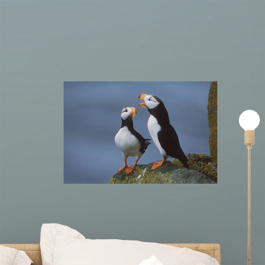Horned Puffin Pair On Ledge With One Calling In Courtship Display Wall Mural