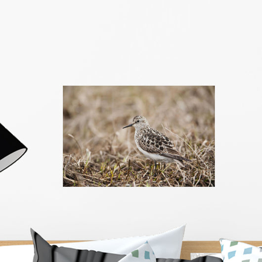 Baird's Sandpiper Stands On Tundra Of The Arctic Coastal Plain Wall Mural