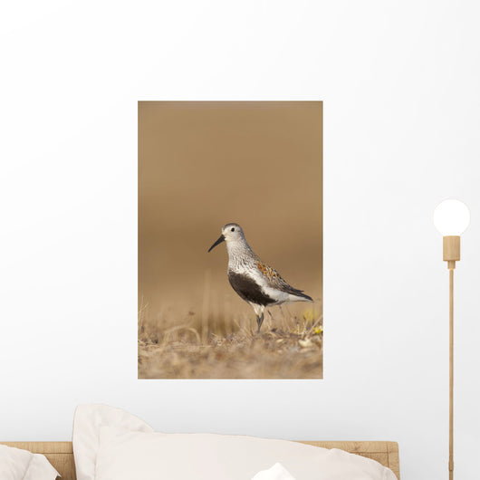 Dunlin Standing Wall Mural