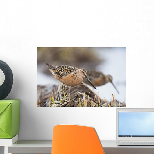 Long-Billed Dowitchers Feeding In Marsh On Copper River Delta Wall Mural