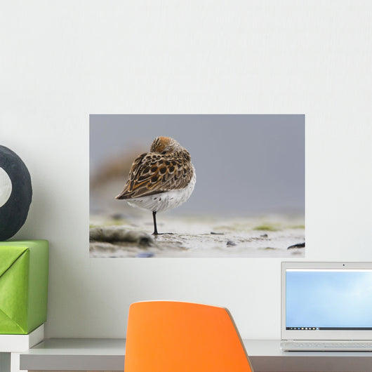 Western Sandpiper Roosting Wall Mural