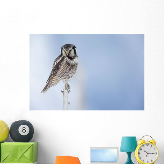 Northern Hawk Owl Perched On Snag On Copper River Delta Wall Mural