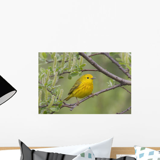 A Male Yellow Warbler Perched In A Willow Wall Mural