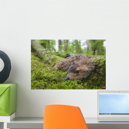 Black-Tailed Deer Fawn Lying In Moss Covered Rainforest Wall Mural