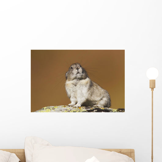 Collared Pika Sitting Wall Mural