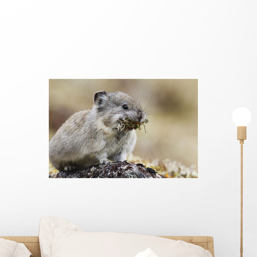 Collared Pika Carrying Mouth Full Of Lichen To Store Wall Mural