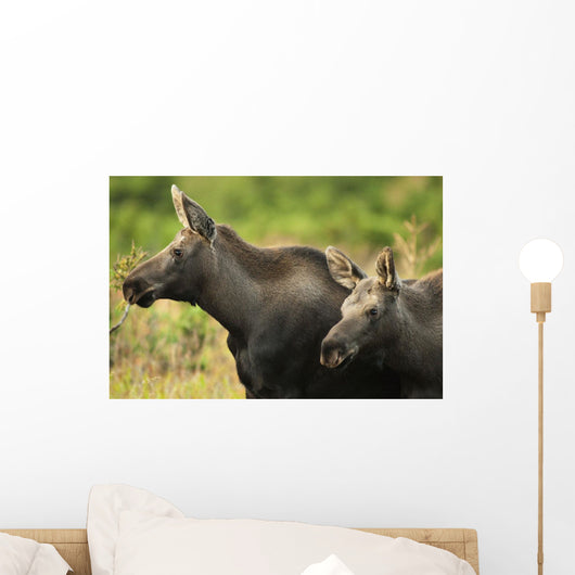 Profile View Of A Moose Cow And Her Calf Wall Mural