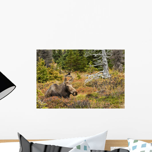 A Cow Moose Rests Wall Mural