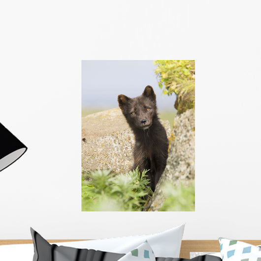 Adult Arctic Fox Guarding The Den Wall Mural