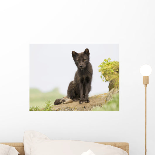 Adult Arctic Fox Guarding The Den Wall Mural