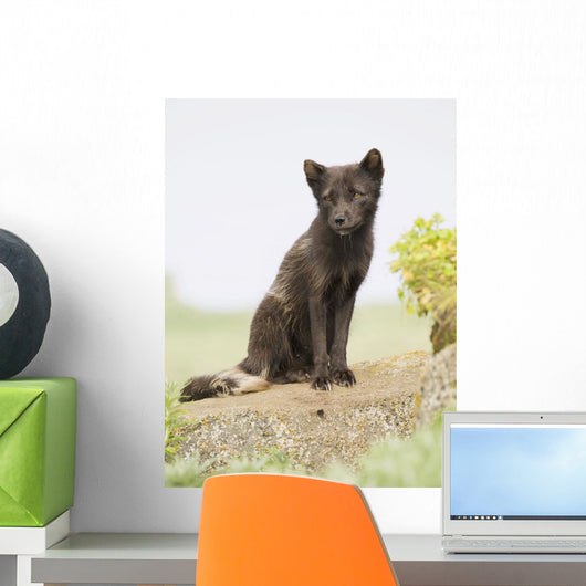 Adult Arctic Fox Guarding The Den Wall Mural