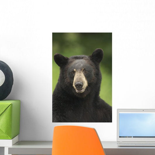Portrait Of Black Bear Minnesota Summer Digital/Nnot Captive Wall Mural