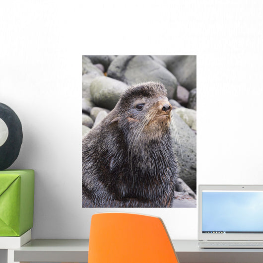 Close Up Portrait Of A Territorial Bull Northern Fur Seal Wall Mural