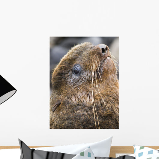 Portrait Of Northern Fur Seal Bull Wall Mural