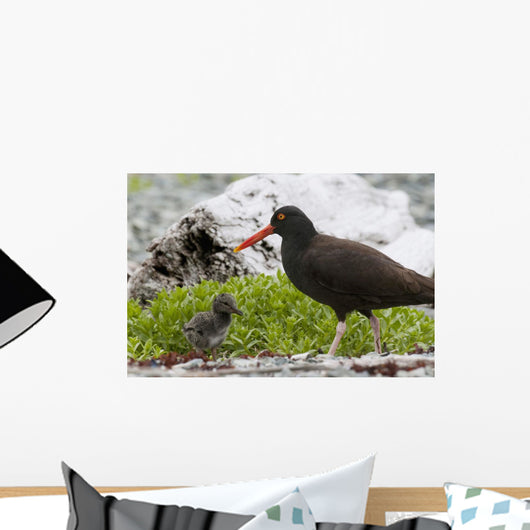 Close Up View Of Oyster Catcher With Her Chick In Kukak Bay Wall Mural
