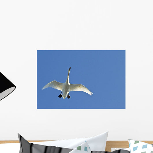 Trumpeter Swan In Flight Over Westchester Lagoon Wall Mural
