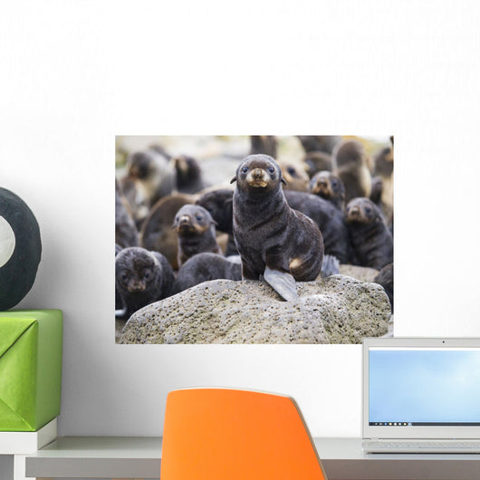 Portrait Of A Northern Fur Seal Pup Wall Mural