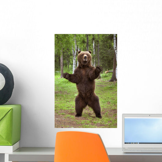 Brown Bear Standing On Hind Legs Southcentral Alaska Summer Wall Mural