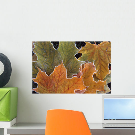 Fall Leaves With Frost Close Up Wall Mural