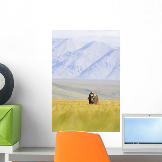 A Solitary Musk Ox Wanders Through The Grass Wall Mural