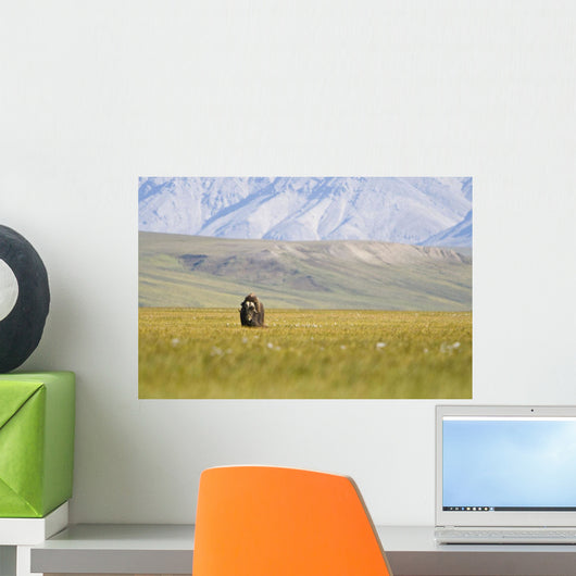 A Solitary Musk Ox Wanders Through The Grass Wall Mural