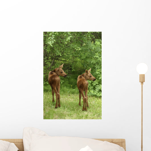 Twin Moose Calves 2-3 Weeks Old In Backyard Sc Ak Summer Anchorage Wall Mural