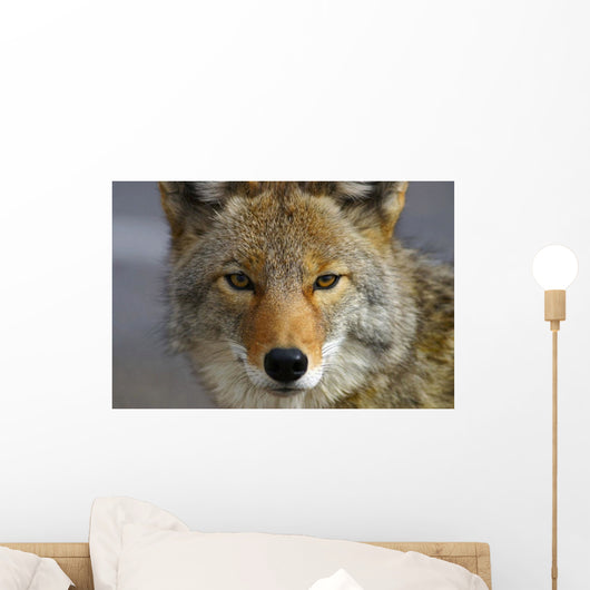 Close Up Of Coyote Death Valley National Park, California Wall Mural