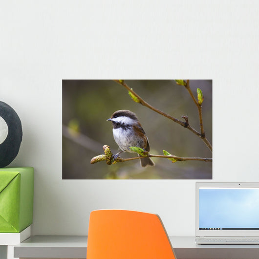 Chestnut Backed Chickadee Perched On Branch On Fox Island Wall Mural