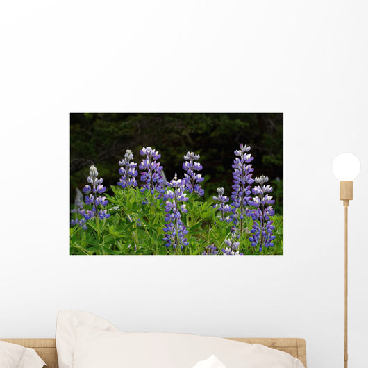 Close Up Of Lupine Wildflowers In Bloom Sc Ak Summer Wall Mural