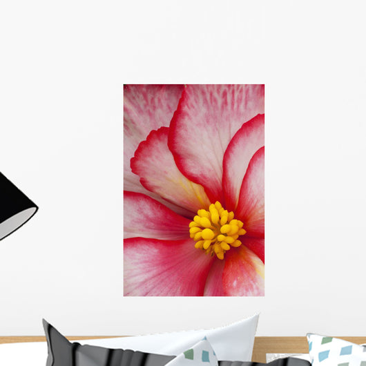 Macro View Of A Variegated Begonia Flower Wall Mural