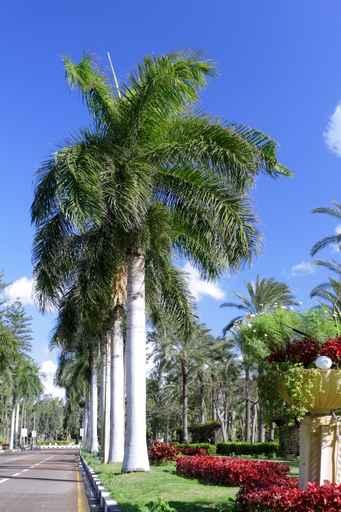 Montaza Park Montaza Palace Wall Decal