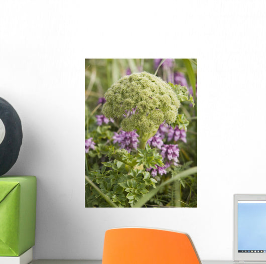 Close Up View Of Whorled Lousewort Flowers Wall Mural