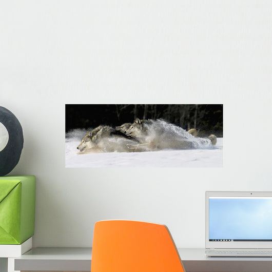 Pack Of Grey Wolves Running Through Deep Snow Wall Mural