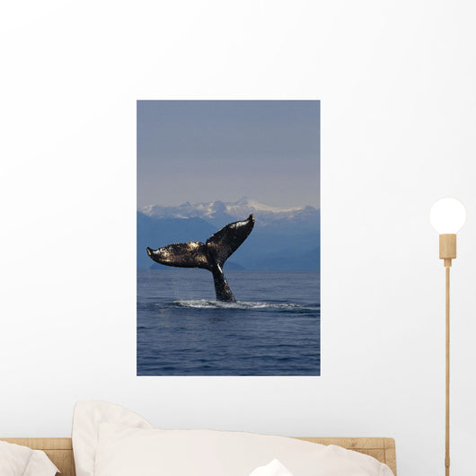 Humpback Whale Fluke Out Of Water Inside Passage Wall Mural