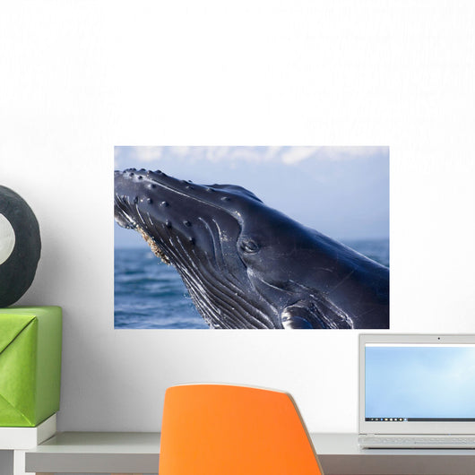 Closeup Of Humpback Whale Breaching Wall Mural