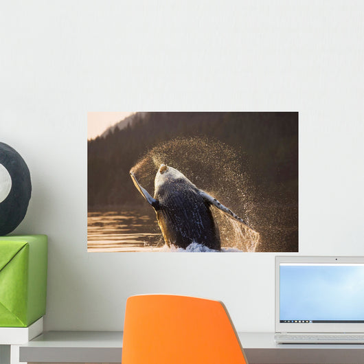 Humpback Whale Breaching Wall Mural