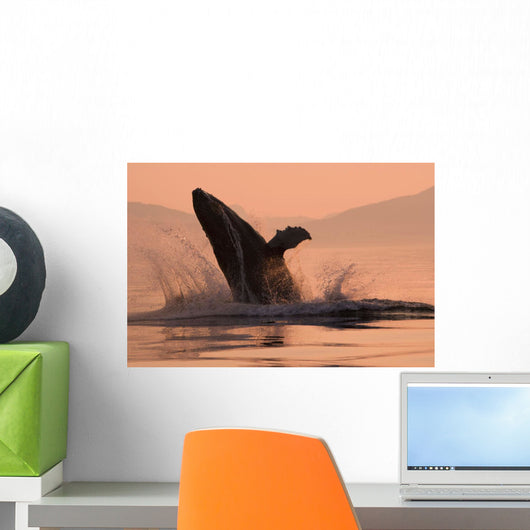 Humpback Whale Breaching At Sunset Wall Mural