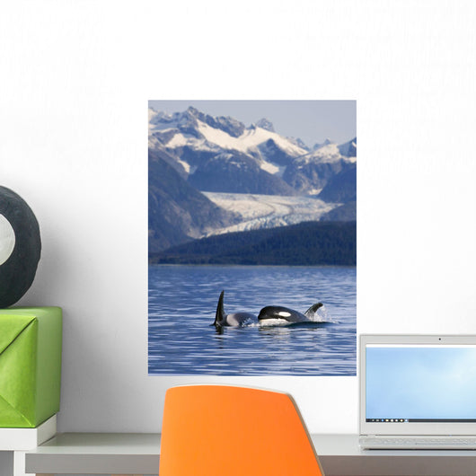 Pod Of Orca Whales Surfacing Wall Mural