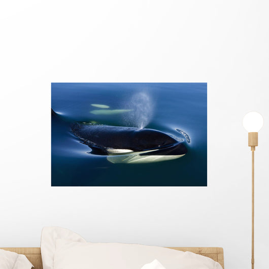 Orca Whale Surfaces In Lynn Canal, Inside Passage, Alaska Wall Mural