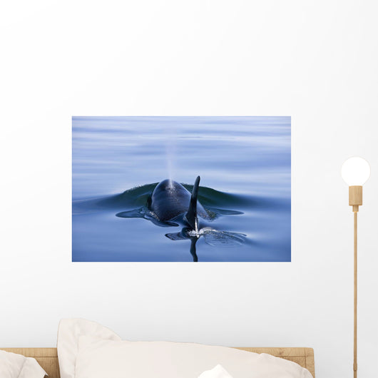 Orca Whale Surfaces In Lynn Canal, Inside Passage, Alaska Wall Mural